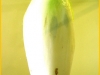 chicoree.jpg