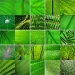 Grün - Natur und Regeneration. © omnia/Flickr