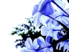 Indigo - Entspannung. © sidscool/Flickr