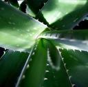 Aloe vera © mimbrava/Flickr