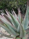 AGAVE echoforsberg©Flickr
